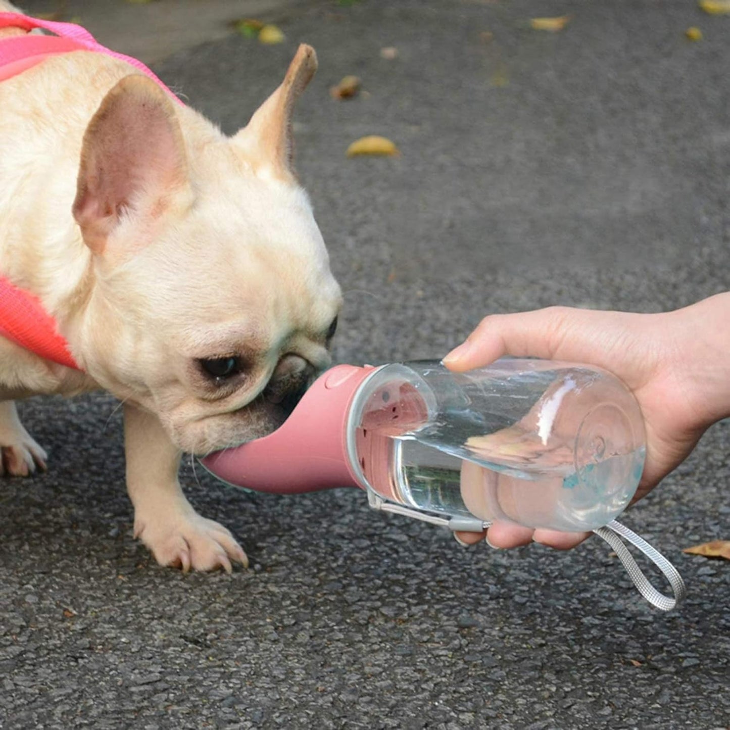 Dog Water Bottle (Cherry Pink 19Oz)